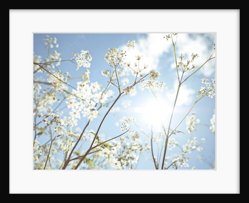 Cow parsley flowers by Assaf Frank